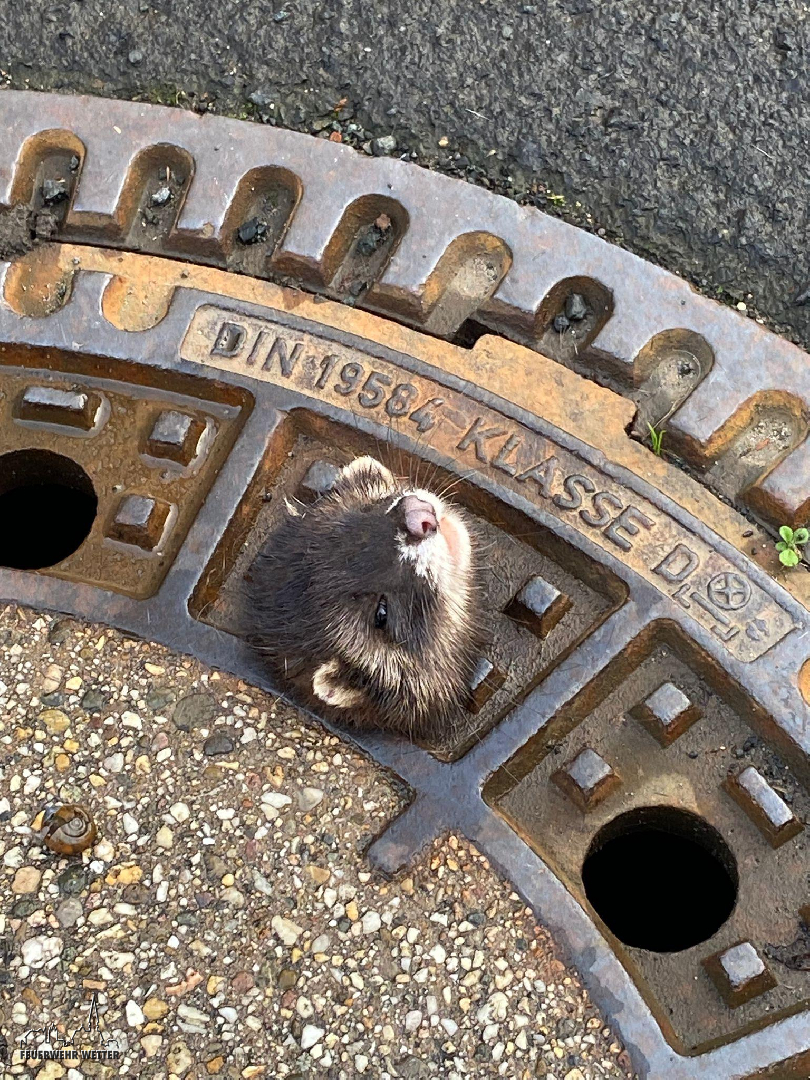 Tierrettung: Marder in misslicher Lage